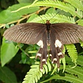 20091104杉林溪偶見鳳蝶03.jpg