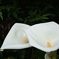 20091104下杉林溪遇見海芋02.jpg