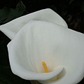 20091104下杉林溪遇見海芋05.jpg