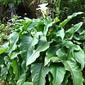 20091104下杉林溪遇見海芋07.jpg