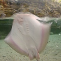 20100922拍攝於澎湖水族館007.JPG