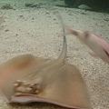 20100922拍攝於澎湖水族館008.JPG