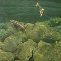 20100922拍攝於澎湖水族館009.JPG