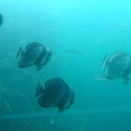 20100922拍攝於澎湖水族館024.JPG