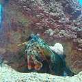 20100922拍攝於澎湖水族館030.JPG