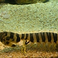 20100922拍攝於澎湖水族館031.JPG