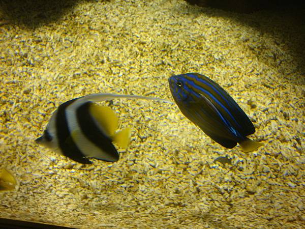 20100922拍攝於澎湖水族館036.JPG