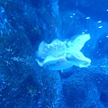 20100922拍攝於澎湖水族館047.JPG