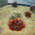 20100922拍攝於澎湖水族館050.JPG