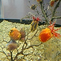 20100922拍攝於澎湖水族館053.JPG