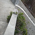 20110217拍攝於路旁植物001.jpg