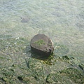 20110217拍攝於北海遊客中心附近007.jpg