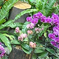 20110406拍攝於台北花博016.jpg