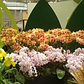 20110406拍攝於台北花博089.jpg