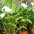 20110406拍攝於台北花博113.jpg