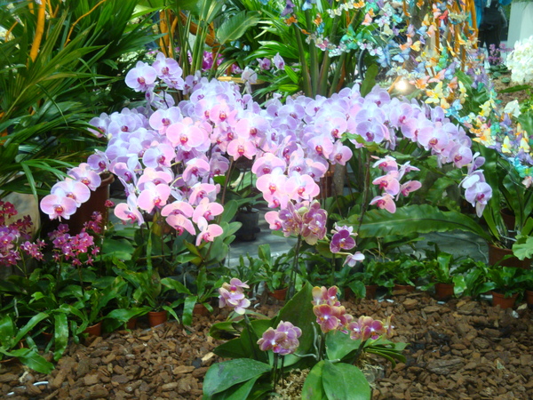 20110406拍攝於台北花博019.jpg