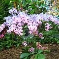 20110406拍攝於台北花博019.jpg