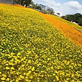 20110406拍攝於台北花博142.jpg