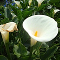 20110407拍攝於台北花博184.jpg