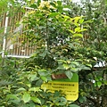 20110407拍攝於台北花博374.jpg