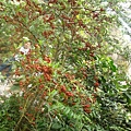 20110407拍攝於台北花博388.jpg