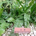 20110407拍攝於台北花博417.jpg