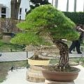 20110407拍攝於台北花博148.jpg