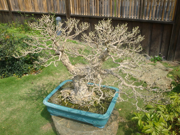 20110407拍攝於台北花博136.jpg