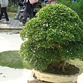 20110407拍攝於台北花博147.jpg