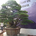 20110407拍攝於台北花博083.jpg