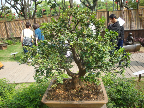 20110407拍攝於台北花博098.jpg