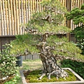 20110407拍攝於台北花博146.jpg