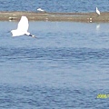 20080524在前往嘉義的61號快速道路旁所拍攝的白鷺鷥04.jpg