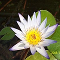 20081016拍攝於高雄梓官某處05.jpg