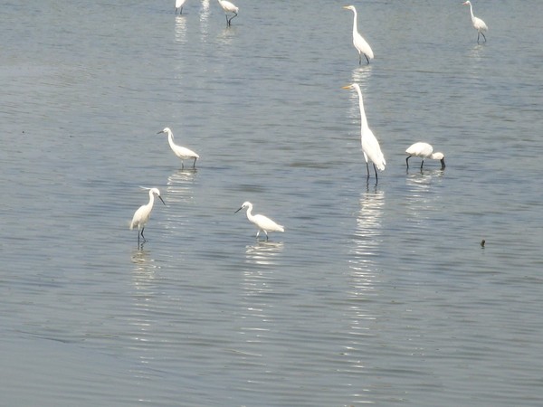2009年2月17日拍攝於安南區黑面琵鷺52白鷺鷥#水鴨.jpg