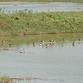 2009年2月17日拍攝於安南區黑面琵鷺97白鷺鷥#水鴨.jpg