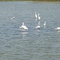 2009年2月17日拍攝於安南區黑面琵鷺26白鷺鷥#水鴨.jpg