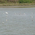 2009年2月17日拍攝於安南區黑面琵鷺66白鷺鷥#水鴨.jpg