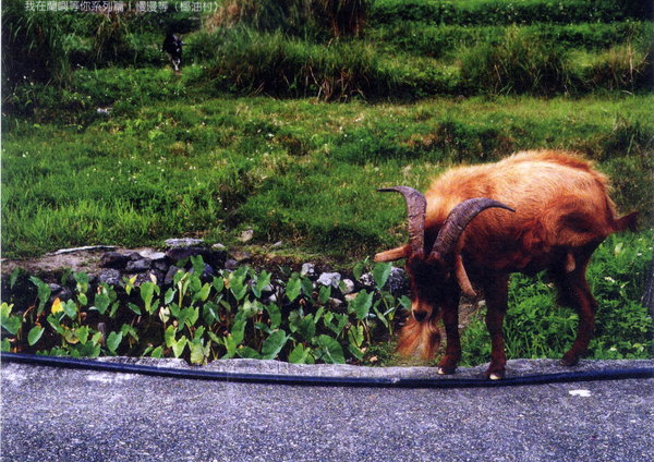 蘭嶼明信片01.jpg