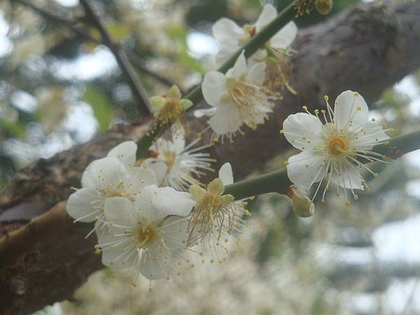 20120204拍攝於西衛梅園008.JPG