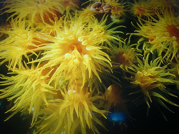 20120206拍攝於澎湖水族館021.JPG