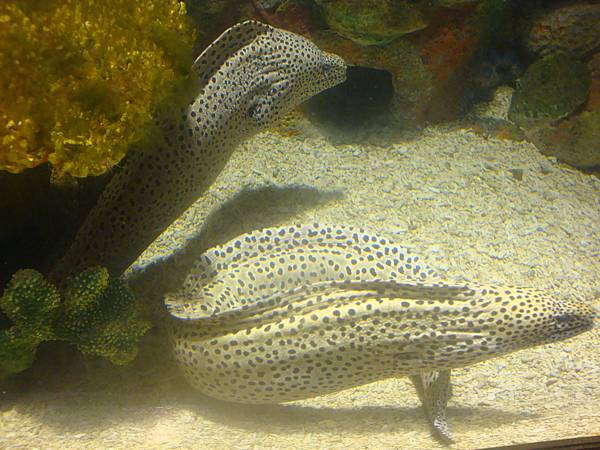 20120206拍攝於澎湖水族館028.JPG