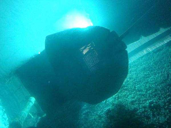 20120206拍攝於澎湖水族館042.JPG