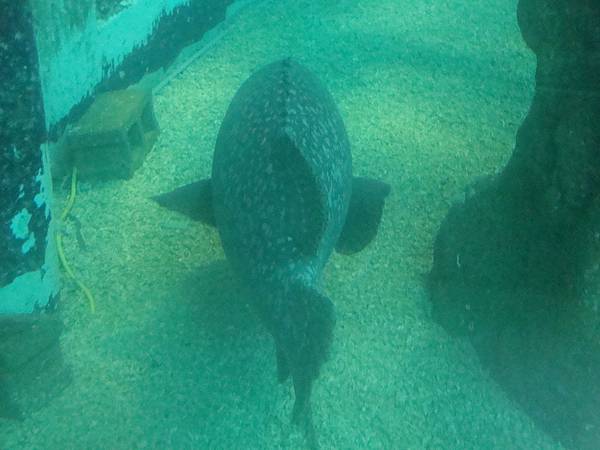 20120206拍攝於澎湖水族館043.JPG