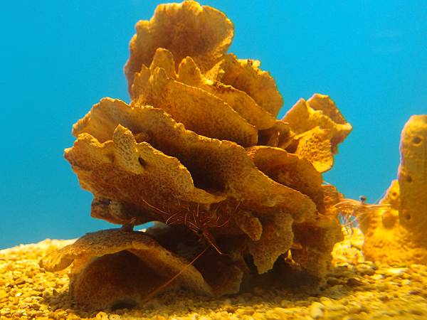 20130521拍攝於水族館017