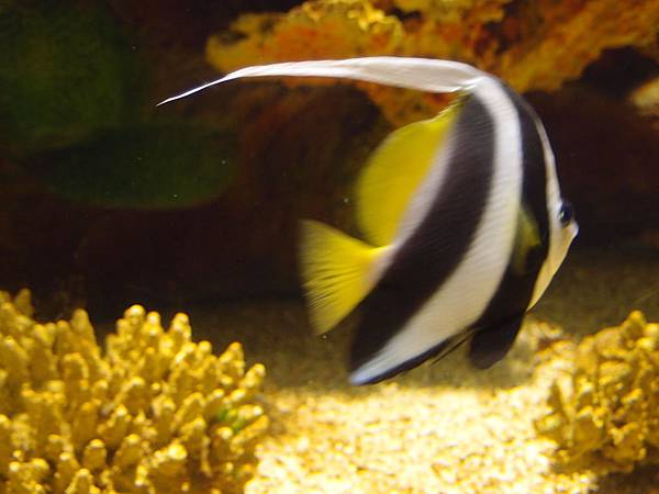 20130521拍攝於水族館024