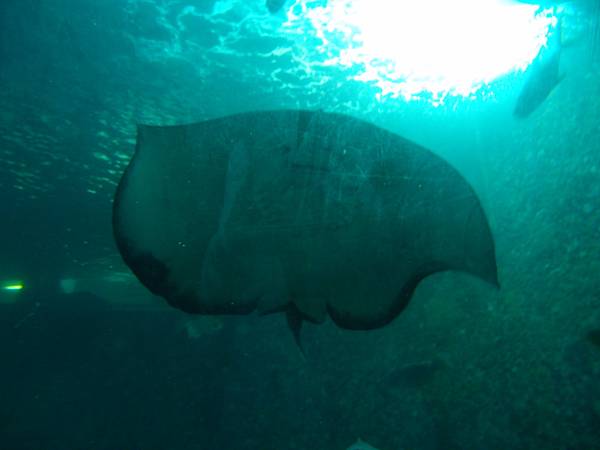 20130521拍攝於水族館029