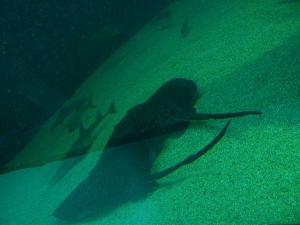 20130521拍攝於水族館031