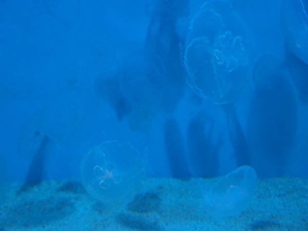 20130521拍攝於水族館037