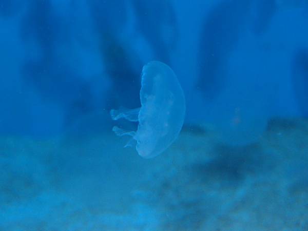 20130521拍攝於水族館038